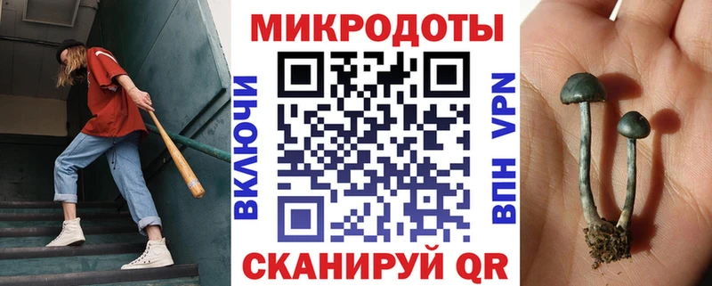 площадка формула  Бирюч  Галлюциногенные грибы Cubensis 